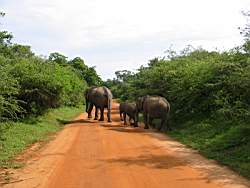 Elephanten im Yale-Nationalpark